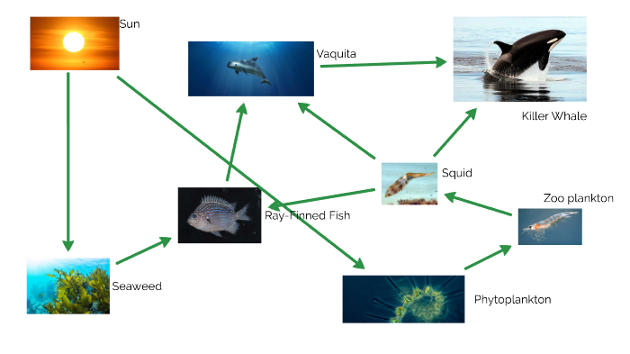 Food Web by First Last on Prezi