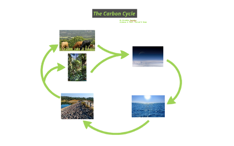 The Carbon Cycle by Brandon Furniss on Prezi