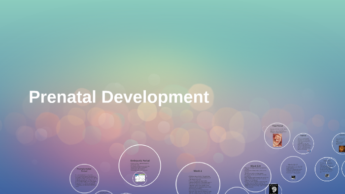 Prenatal Development by Lauren Iacobelli on Prezi