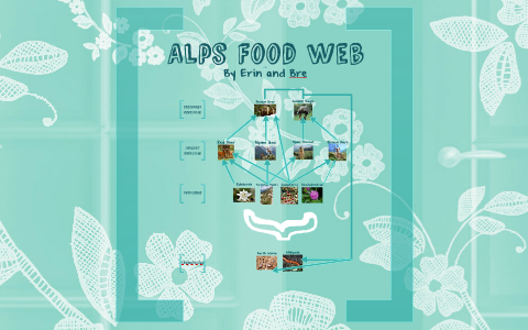 alpine food web