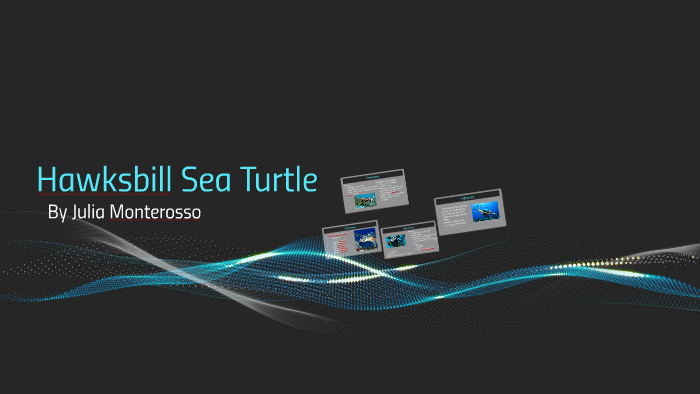 Hawksbill Sea Turtle by Julia Monterosso on Prezi