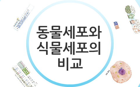 동물세포 엽록체