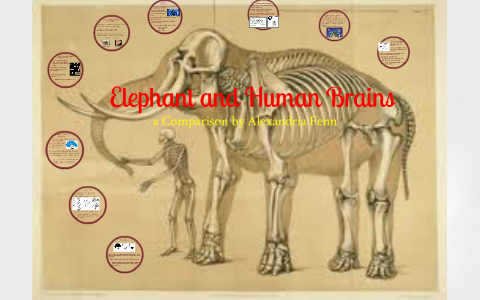 Elephant and Human Brains... COMPARED by lexie fenn on Prezi