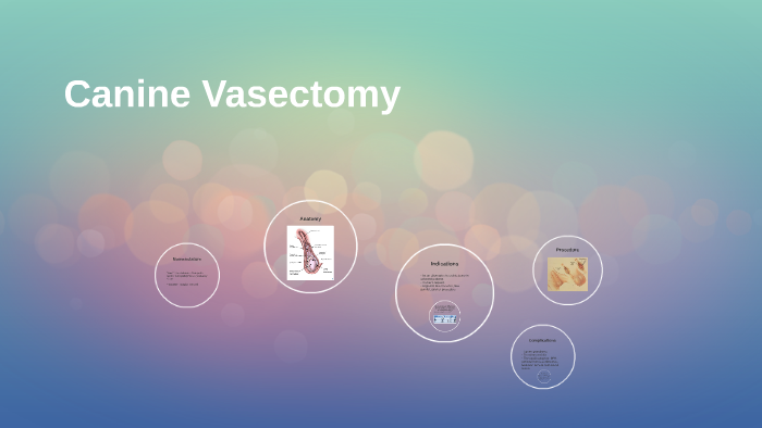 Vasectomy - Wikipedia