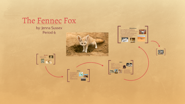 Fennec Fox Life Cycle Clipart Set Download Clipart 4 - vrogue.co