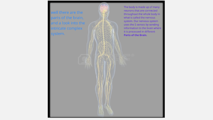 Parts of the Brain by Maggie Bruns on Prezi