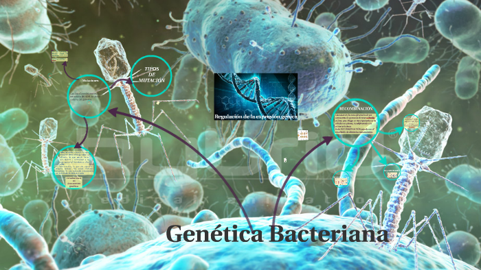 GENÉTICA BACTERIANA by gabriela alcain on Prezi