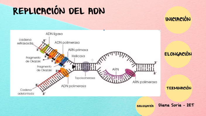 Replicación ADN by Diana Soria on Prezi