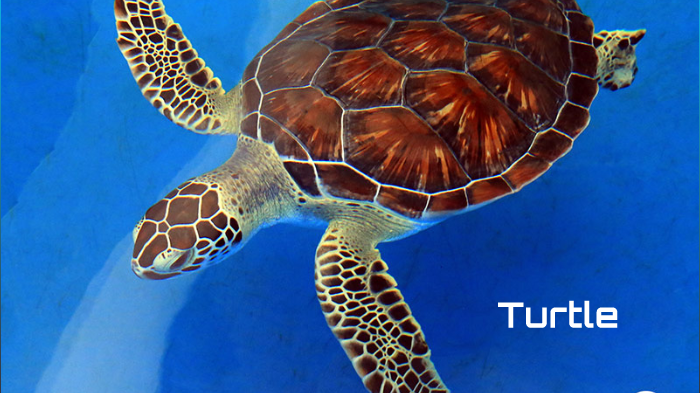 Presentation Turtle by Emmely De Batselier on Prezi