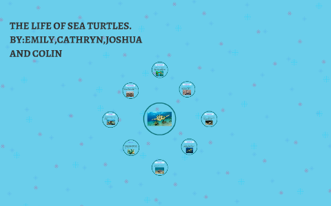 THE LIFE OF SEA TURTLES. by Monty Strickland on Prezi