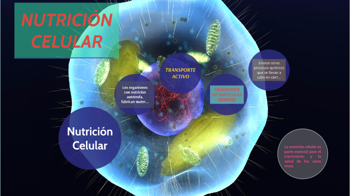 Nutrición Celular By Pablo Fonte On Prezi