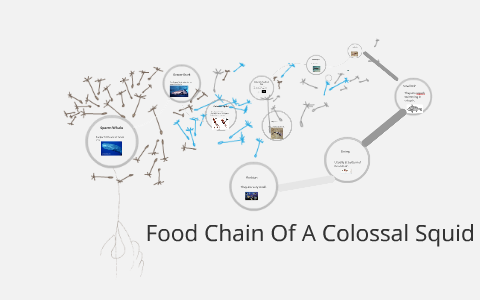 Food chain Of A colossal squid by Student 2B on Prezi