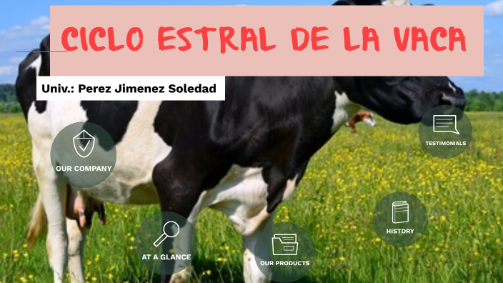 Ciclo Estral De La Vaca By Soledad Perez On Prezi 4741