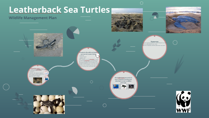 Leatherback Sea Turtles by Alexa Rampersad on Prezi