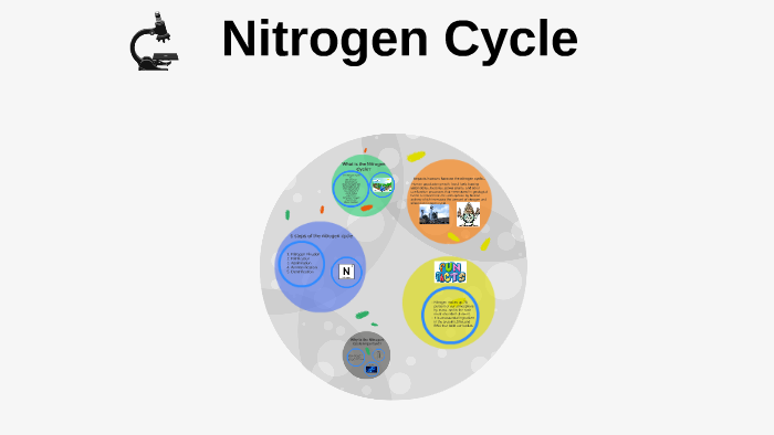 Nitrogen Cycle by lizzy sheets on Prezi