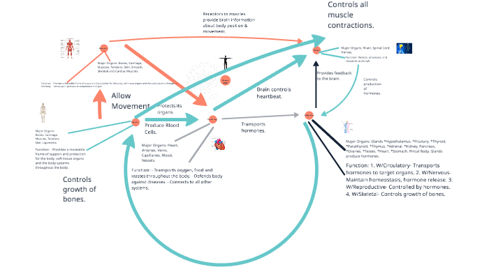 Human Body Biology Mind Map by Eric Brown on Prezi