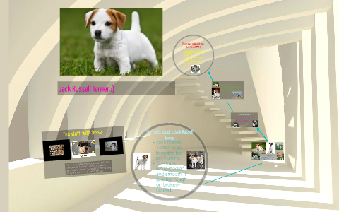 how to live with a hyper jack russel terrier