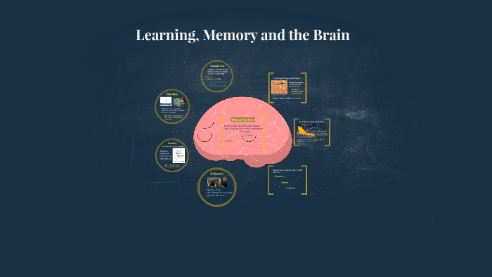 Learning, Memory and the Brain by Minna Roussi on Prezi
