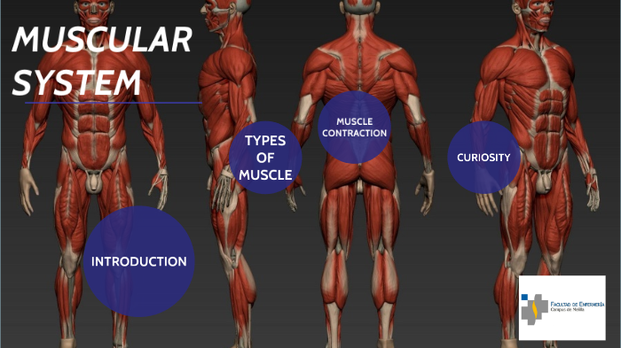 ANATOMÍA INGLES by Nabila Akboua on Prezi