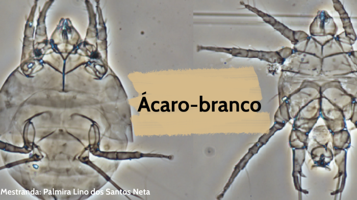 ÁCARO BRANCO by Palmira Neta