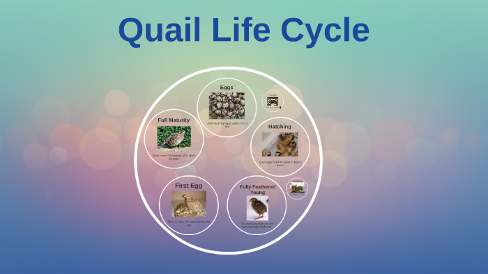 Quail Life Cycle by Maya Iglesias on Prezi