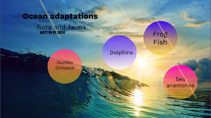 ocean adaptations by Sofia Linares