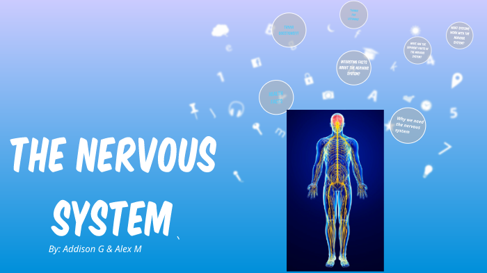 The Nervous System By Addison Gaddy