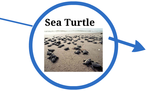 Sea turtle by j w on Prezi