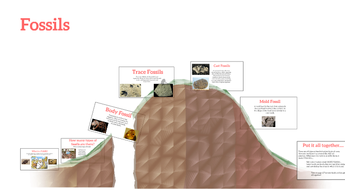 Fossils by Tiffany Smith on Prezi