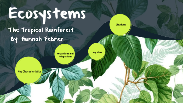 Rainforest: Mission: Biomes