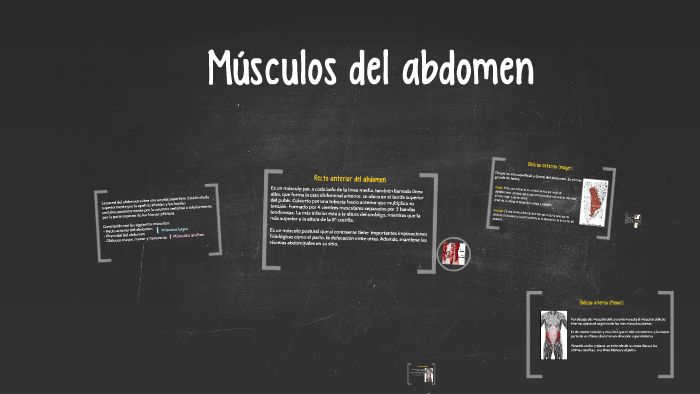 Músculos del abdomen by