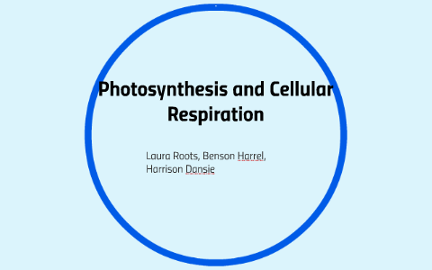 Elodea and Snails: Photosynthesis and Cellular Respiration P by ...