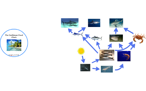 The Caribbean Food Chain by reid edmands on Prezi