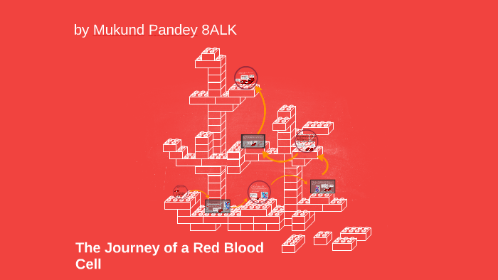 The Journey of a Red Blood Cell by Jim Bob on Prezi