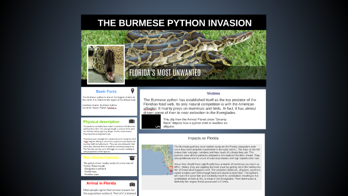 THE BURMESE PYTHON INVASION by Aryan Prasad