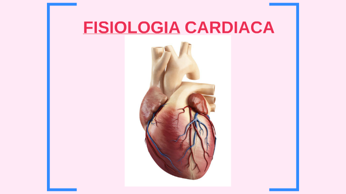 Fisiologa Cardiaca Introduccin Youtube 0476