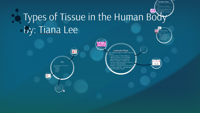 Types of Tissue in the Human Body by Tiana Lee on Prezi