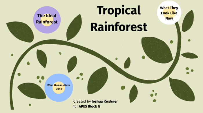Tropical Rainforests By Josh Kirshner 8838