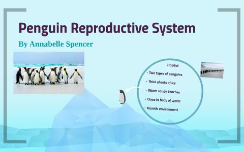 Penguin Reproductive System by Annabelle Spencer on Prezi