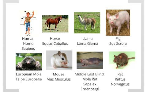 Dichotomous key animal Dichotomous Key