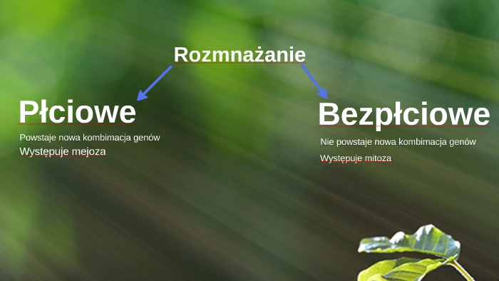 Rozmnażanie płciowe i bezpłciowe by Kamil Black on Prezi