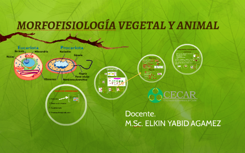 MORFOFISIOLOGÍA VEGETAL Y ANIMAL by Diana Carolina Vergara Gallego on ...