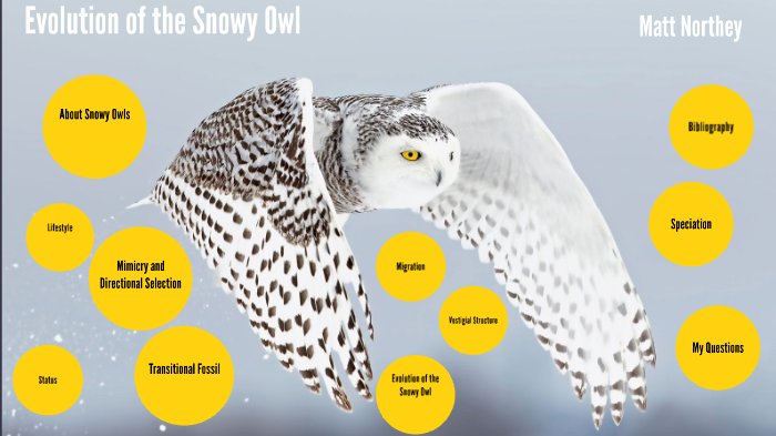 Evolution of the Snowy Owl by Matt Northey on Prezi