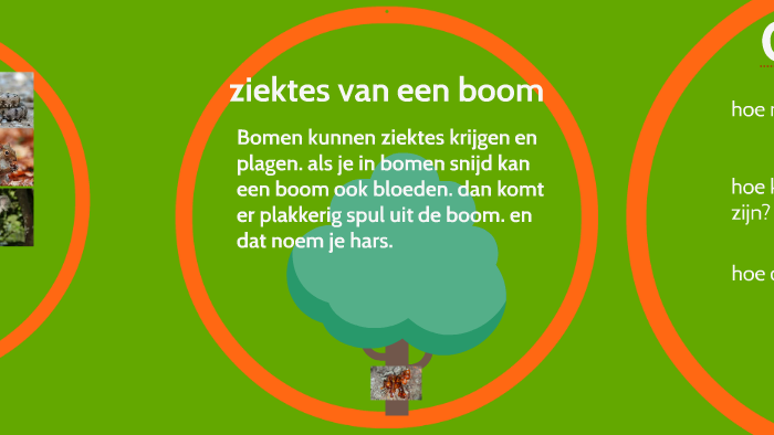 Hoe oud kan een boom worden? by Chimene Hagen on Prezi
