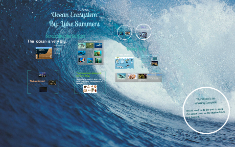 Ocean Ecosystem by Deborah Summers