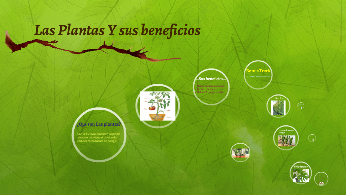 Las Plantas Y Sus Beneficios By Maria Paz Ubilla Cabezas 0918