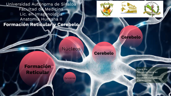 Formación Reticular Y Cerebelo By Kyara Pio On Prezi