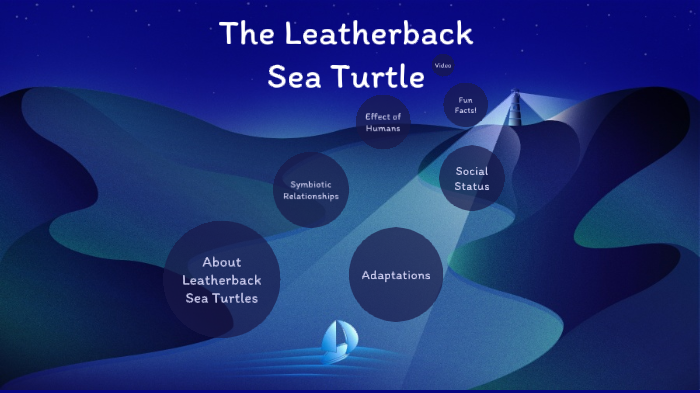 Leatherback Sea Turtles- Eliza Craig Parker by Eliza Craig Parker on Prezi