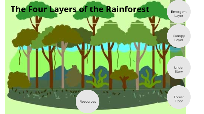 Four Layers of the Rain Forest by Jhenelle Jennings on Prezi