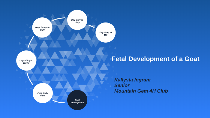 Fetal Development of a Goat by Amy Ward on Prezi